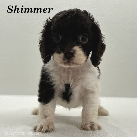 puppy, for, sale, Cocker Spaniel, Joe & Cherri  Overlease, dog, breeder, Miller, MO, dog-breeder, puppy-for-sale, forsale, nearby, find, puppyfind, locator, puppylocator, aca
